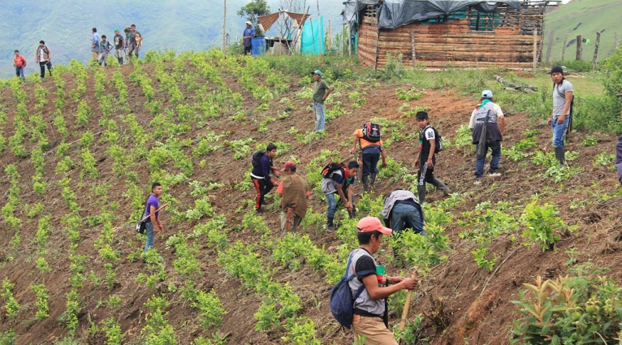 Caldono no es el municipio del departamento de Cauca donde se siembra más hoja de coca, pero allí los cultivos de uso ilícito han ido en aumento. Las organizaciones indígenas promueven su erradicación. Foto: cortesía de CRIC. 