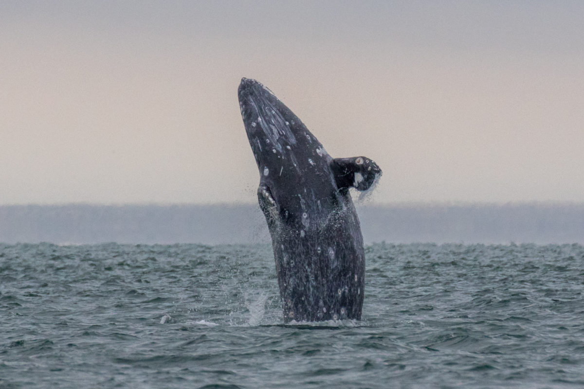 La ballena gris se ha convertido en una especie bandera de la conservación en el norte de México | Foto: Oceana.