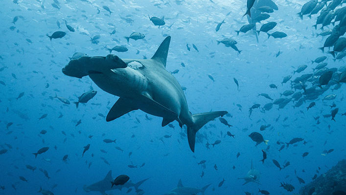 Fundación Charles Darwin