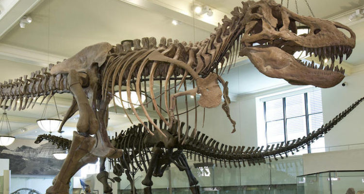 Actividad “Un encuentro con los dinosaurios”