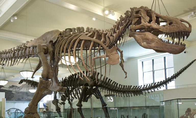 Actividad “Un encuentro con los dinosaurios”