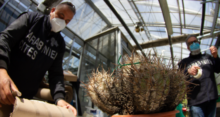 Policía Italiana con cactus confiscados | IUCN