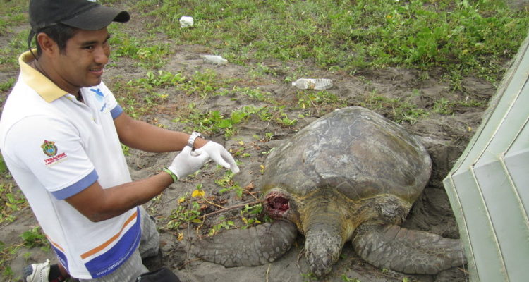 Rescate de una tortuga marina encontrada flotando enredada en una red de pesca | Foto: cortesía Fundación Yepez.