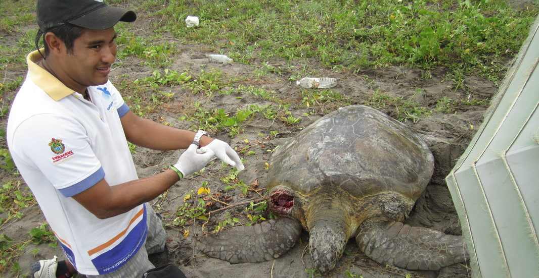 Rescate de una tortuga marina encontrada flotando enredada en una red de pesca | Foto: cortesía Fundación Yepez.