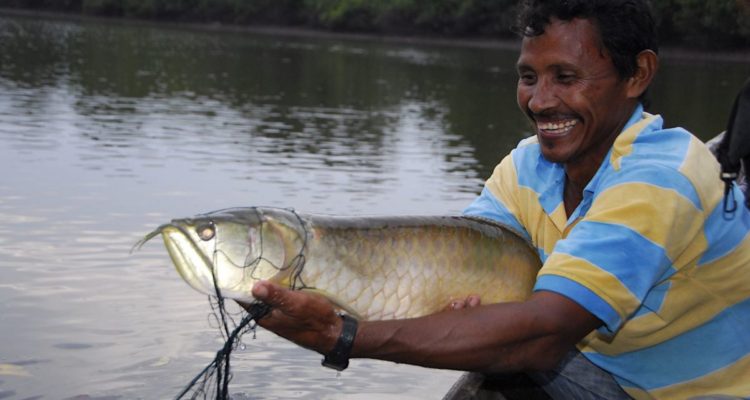 Dagoberto Patricio, Presidente del APPA Los Cocodrilos, muestra un ejemplar de arahuana adulto. Foto: IBC.