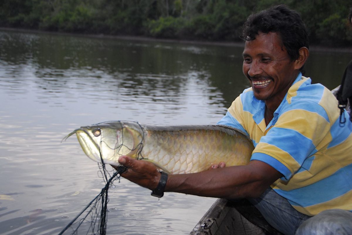 Dagoberto Patricio, Presidente del APPA Los Cocodrilos, muestra un ejemplar de arahuana adulto. Foto: IBC.