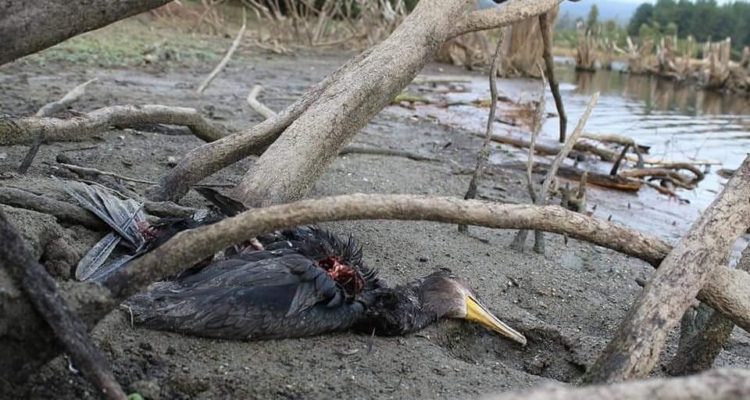 Juan Fernández Curapil