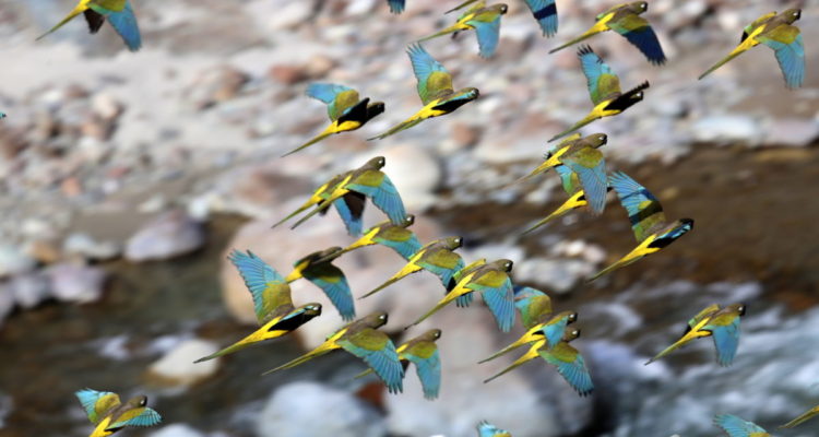 Loros Tricahue. Foto: Eduardo Pávez.