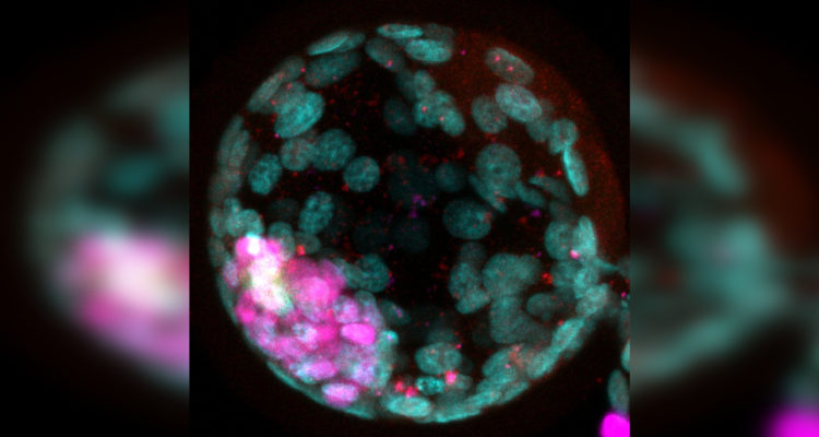 Un embrión con células de mono y humano, creado en el laboratorio de Pierre Savatier e Irène Aksoy | INSERM
