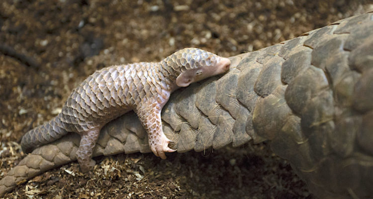 Pangolín chino de dos semanas de edad que se aferra a la madre, que fue rescatada de los cazadores furtivos y ahora es parte del programa de cría en cautividad en el zoológico de Taipei. Foto: Cortesía de Suzi Eszterhas / New On Earth: Baby Animals in the Wild / Earth Aware Editions.