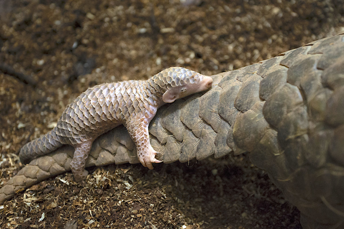 Pangolín chino de dos semanas de edad que se aferra a la madre, que fue rescatada de los cazadores furtivos y ahora es parte del programa de cría en cautividad en el zoológico de Taipei. Foto: Cortesía de Suzi Eszterhas / New On Earth: Baby Animals in the Wild / Earth Aware Editions.