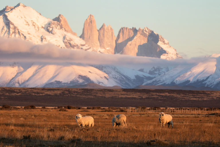 Patagonia chilena: estancia apuesta por la convivencia entre pumas, perros protectores y ganado