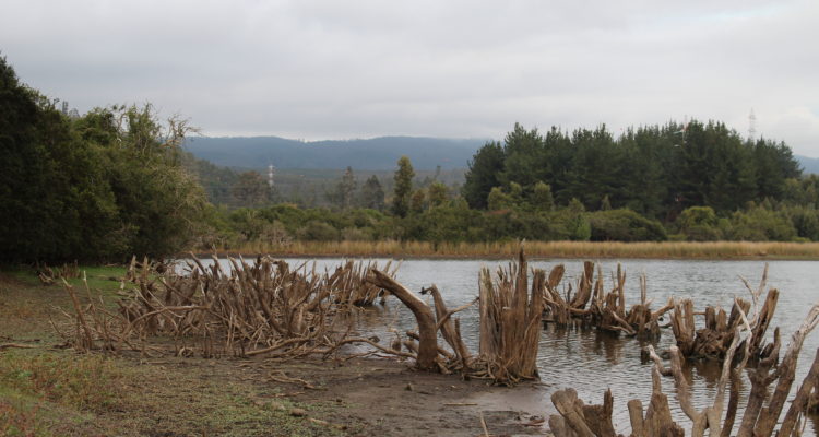 Cedida | Comité de Defensa de los Humedales, Esteros y Lagunas de Escuadrón