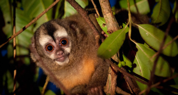 Mono nocturno andino, una de las especies más amenazadas del Latinoamérica. Foto: Andrew Walsmley.