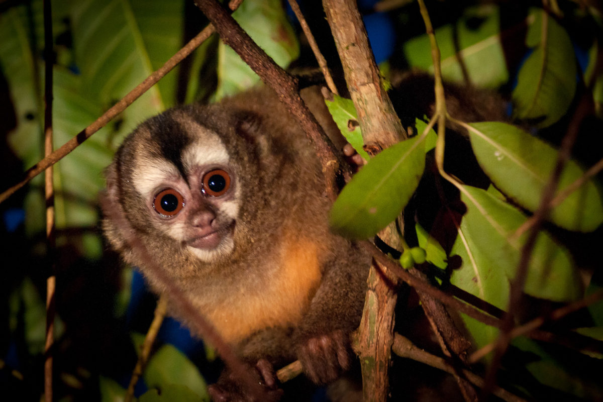 Mono nocturno andino, una de las especies más amenazadas del Latinoamérica. Foto: Andrew Walsmley.
