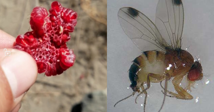 mosca de alas manchadas | Indap