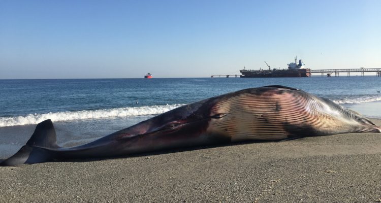 Ballena muerta por colisión. Foto: CIFAMAC