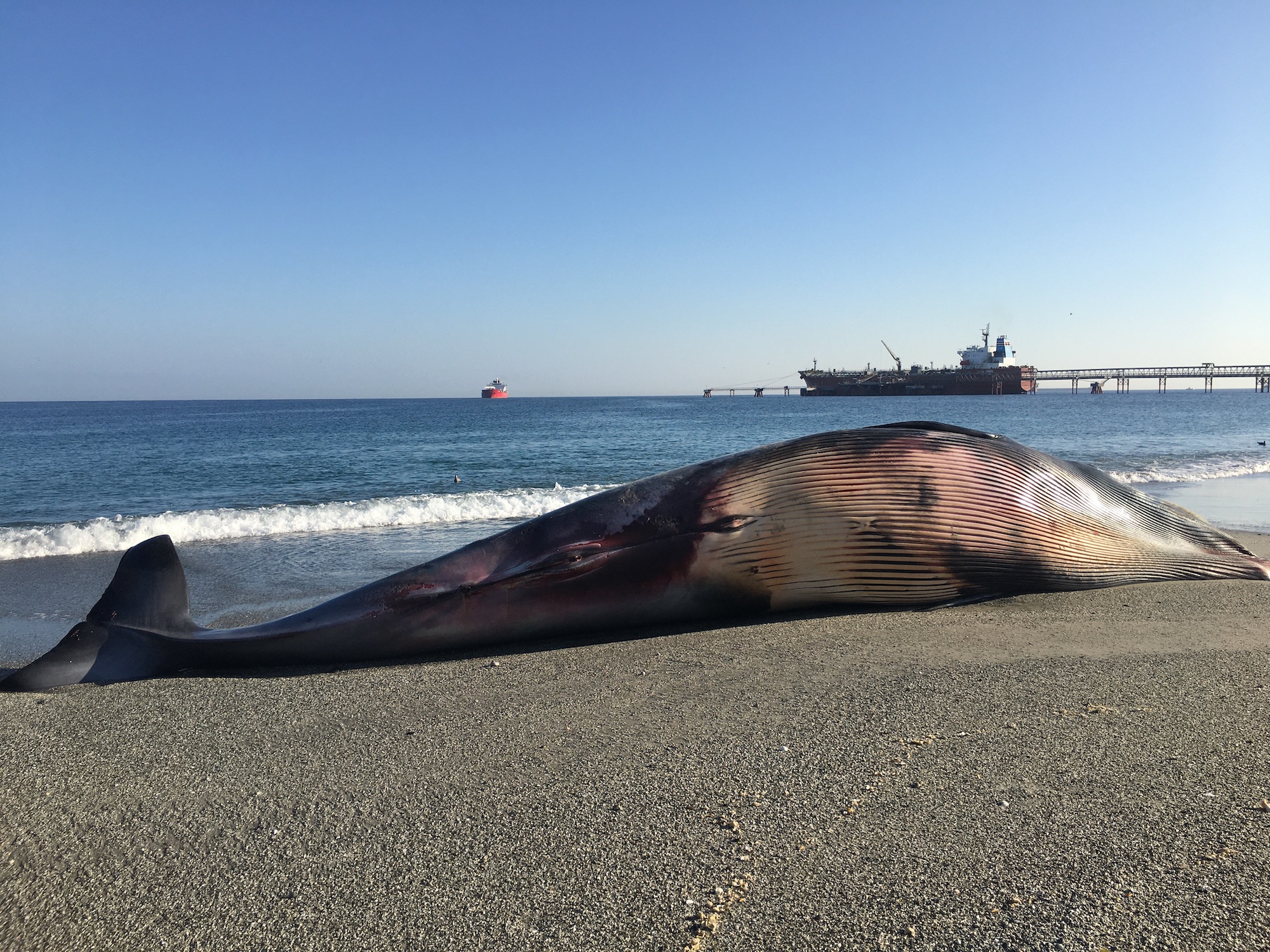 Muertes masivas de ballenas – Mongabay