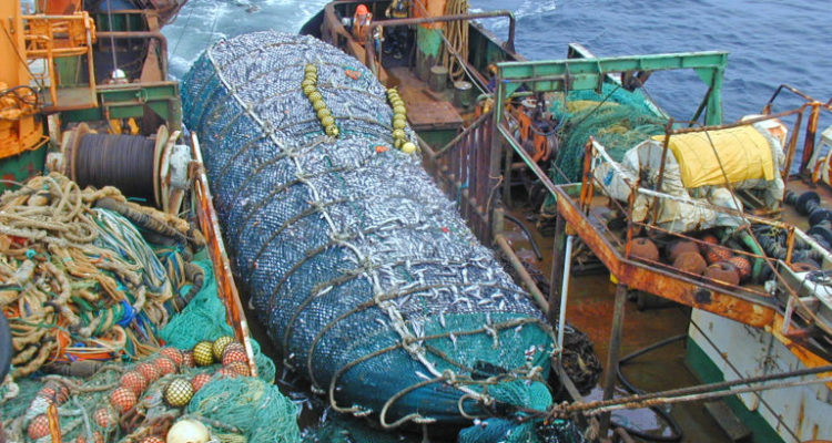 CONTEXTO | Oceana-Mauricio Altamirano