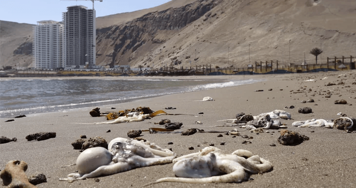 ARCHIVO | Varazón de pulpos en Arica | Agencia UNO