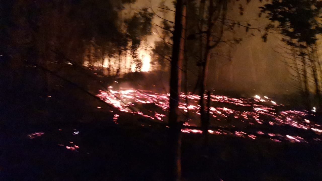 Se registra incendio forestal en la comuna de Penco: foco estaría cerca de una vivienda