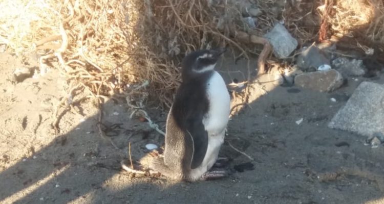 Sonia Llanos | Cedida a RBB