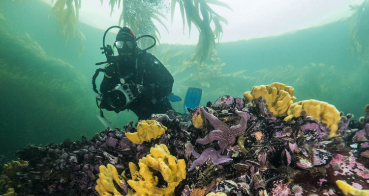 Reserva Nacional Kawésqar. Foto: Pristine Seas -National Geographic