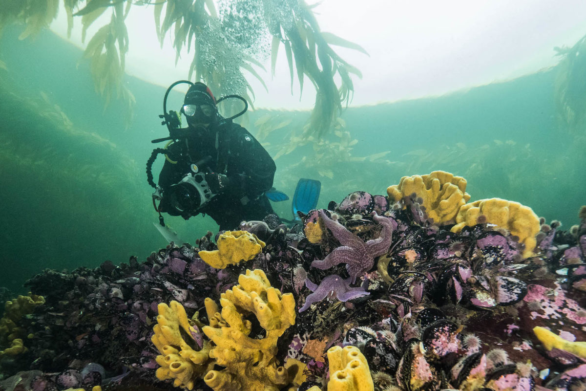 Reserva Nacional Kawésqar. Foto: Pristine Seas -National Geographic