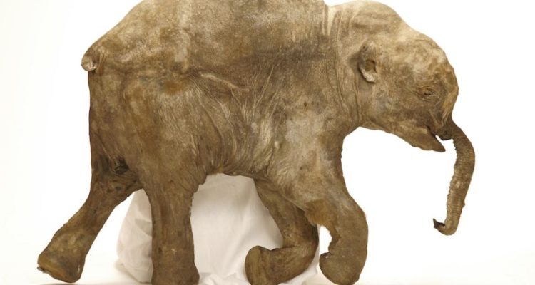 University of Michigan Museum of Paleontology