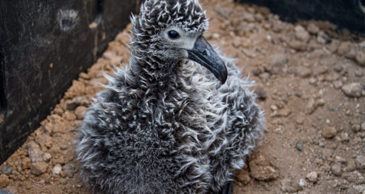 Pollo de albatros patas negras (Phoebastria nigripes). © GECI /J.A. Soriano