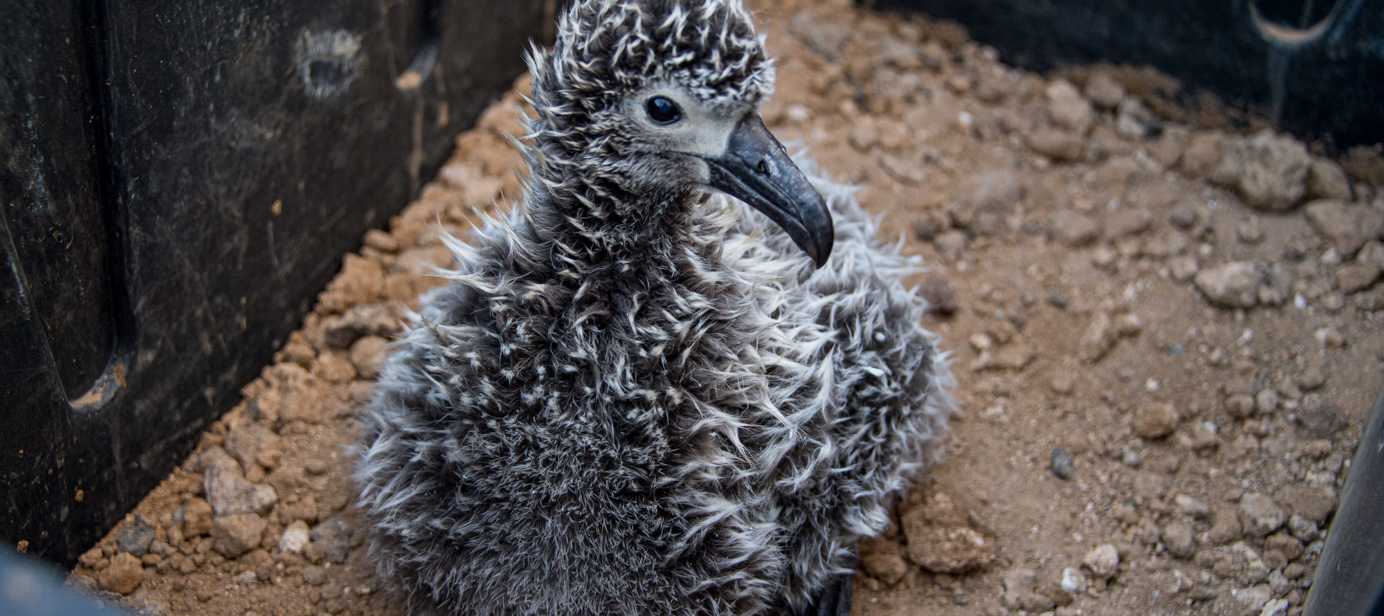 Pollo de albatros patas negras (Phoebastria nigripes). © GECI /J.A. Soriano