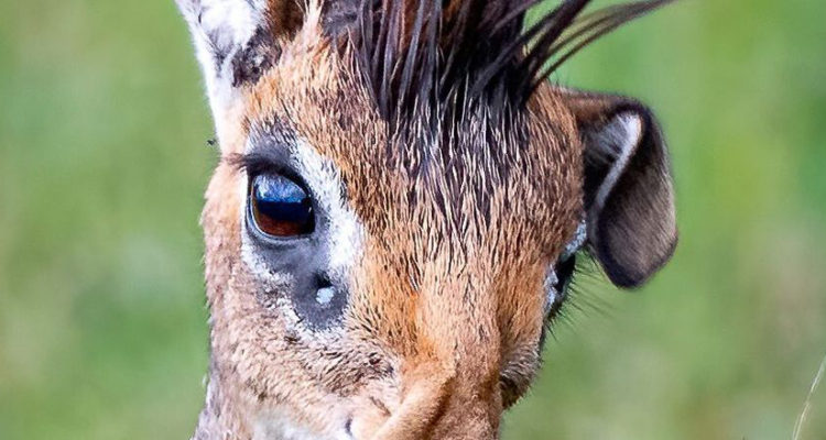 YS Wildlife Photography | IFL Science