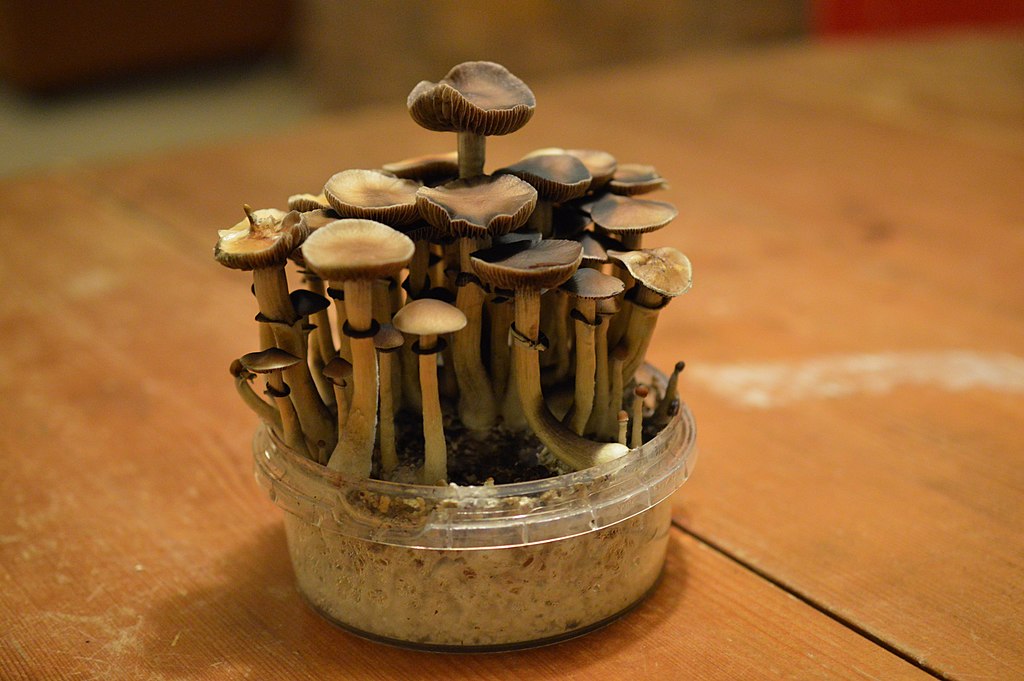 Cannabis Pictures | Flickr (CC)