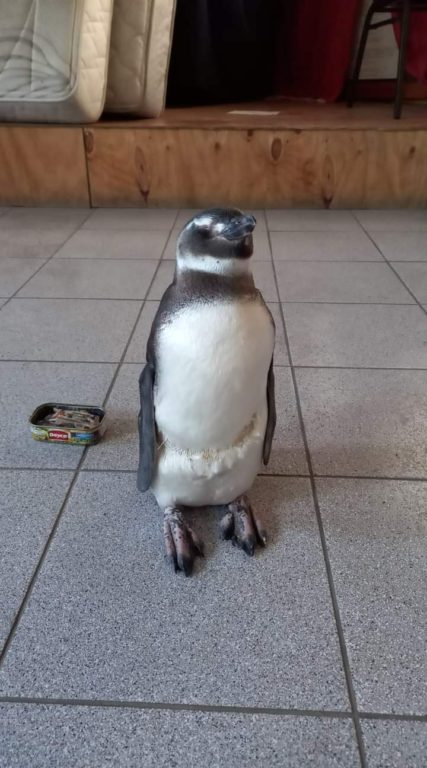 Pingüino rescatado en Penco