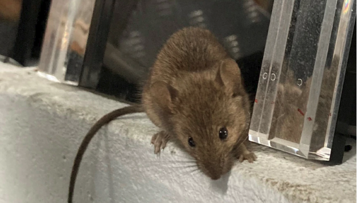 Corrective Services NSW