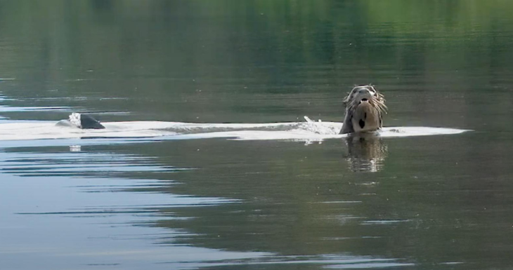 Fundación Rewilding Argentina (FRA).