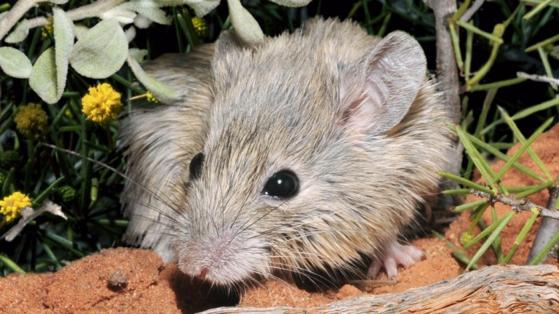 Ratón de Gould |
AWC | WAYNE LAWLER