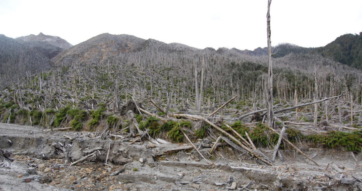 Bosque febrero 2011 | Foto: Alvaro Promis  