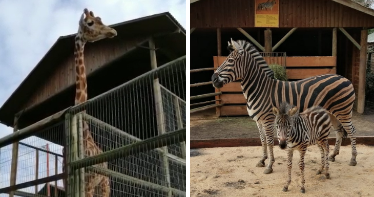 Valeska Belmar | RBB