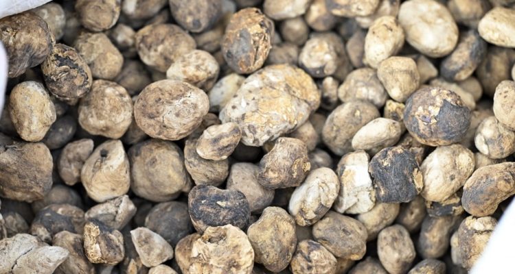 Agence France Presse