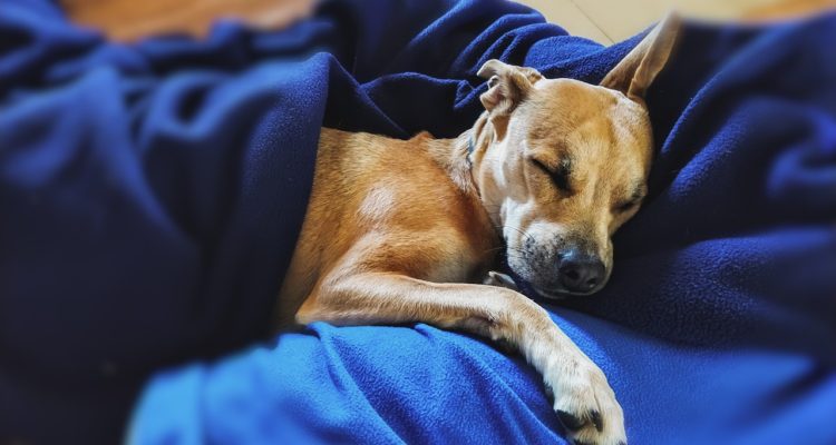 Vane Monte | Pixabay