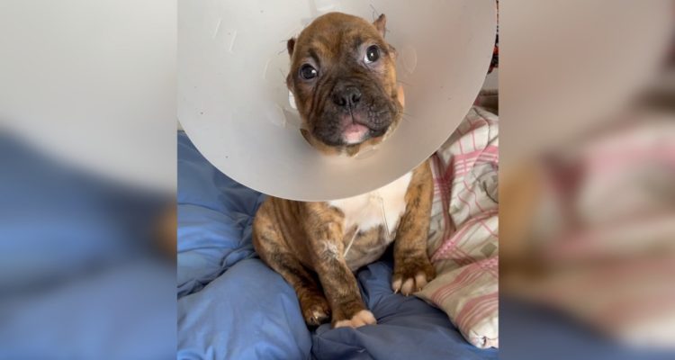 Instagram | @ayudacallejeros