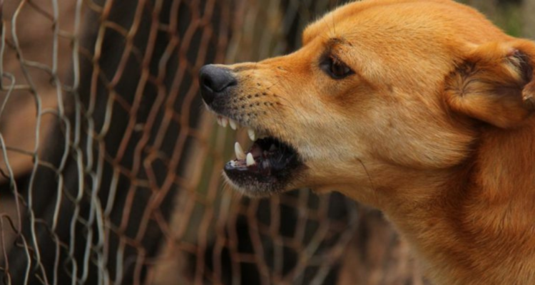 CONTEXTO | Max Pixel