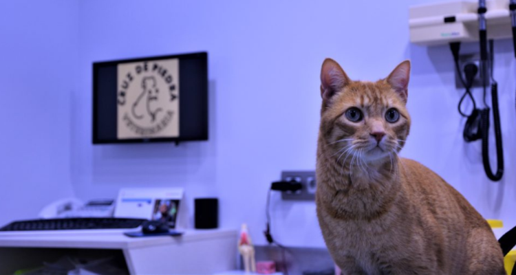 Imagen referencial | Wikimedia Commons