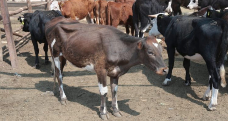 CONTEXTO | Seremi de Agricultura