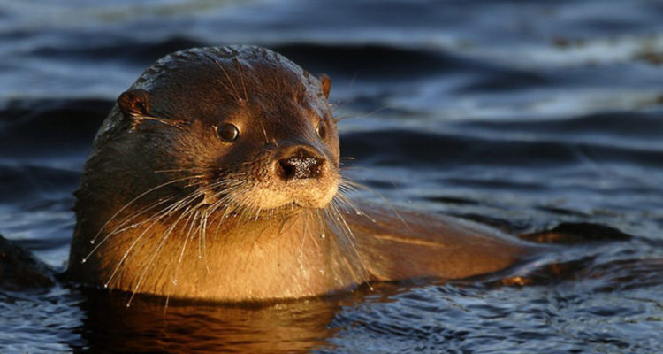 Huillín | Arauco.cl