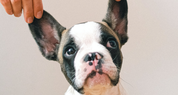 Anna Shvets | Pexels (CCO)