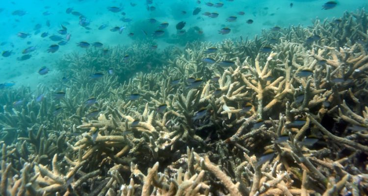 Dan Peled, Australia and New Zealand OUT | EPA | EFE