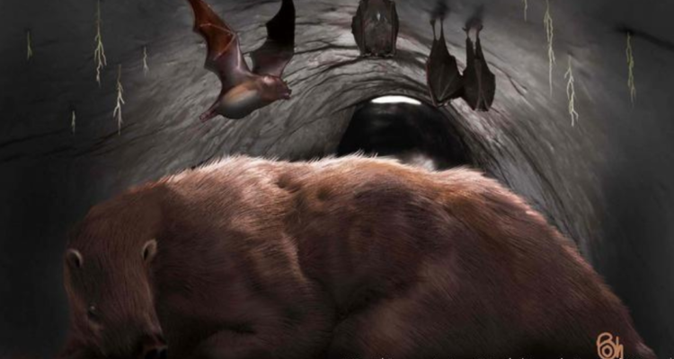 Impresión artística del “Desmodus draculae” en la madriguera del perezoso

