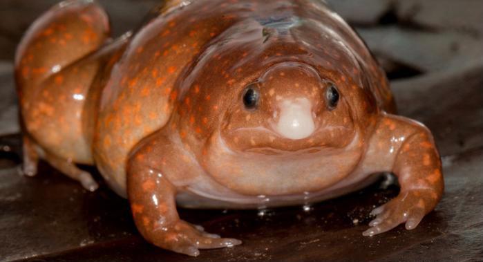 “Rana Zombie” | Deutsche Welle